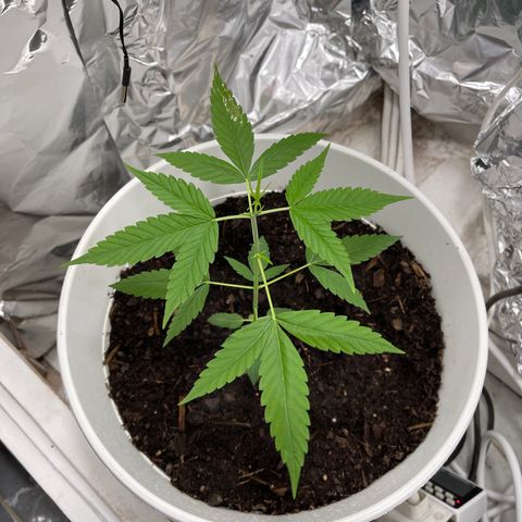 Auto Chocolate Skunk growlog timeline photo