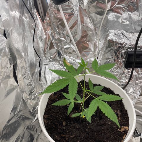Auto Chocolate Skunk growlog timeline photo
