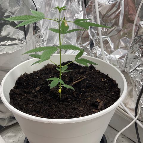 Auto Chocolate Skunk growlog timeline photo