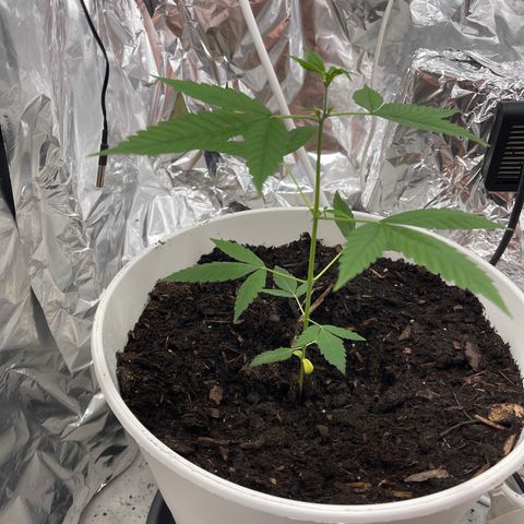 Auto Chocolate Skunk growlog timeline photo