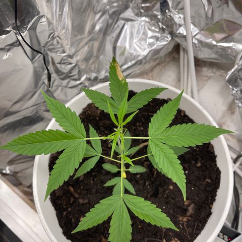 Auto Chocolate Skunk growlog timeline photo