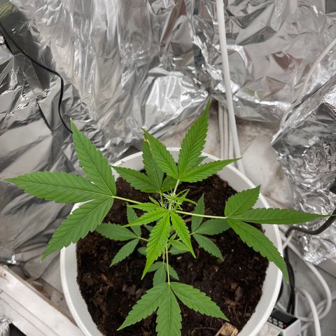 Auto Chocolate Skunk growlog timeline photo