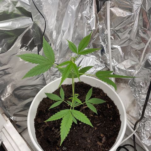 Auto Chocolate Skunk growlog timeline photo