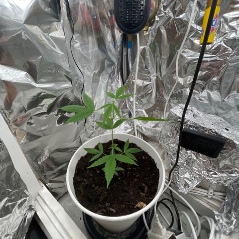 Auto Chocolate Skunk growlog timeline photo