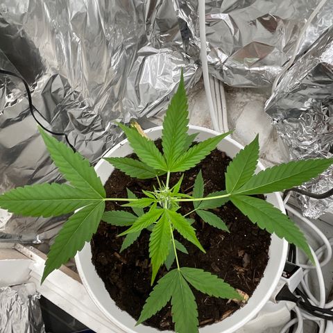 Auto Chocolate Skunk growlog timeline photo