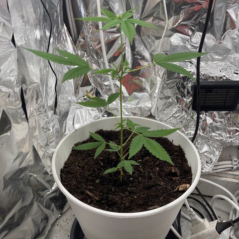 Auto Chocolate Skunk growlog timeline photo