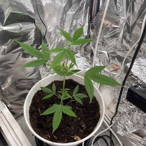 Auto Chocolate Skunk growlog timeline photo