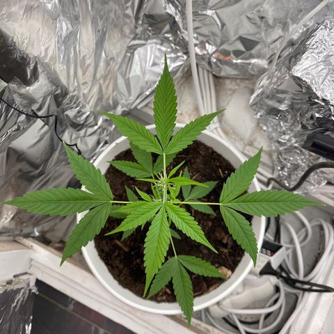 Auto Chocolate Skunk growlog timeline photo
