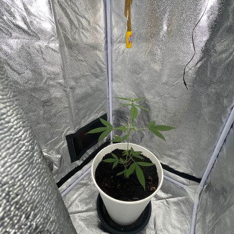 Auto Chocolate Skunk growlog timeline photo
