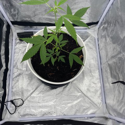 Auto Chocolate Skunk growlog timeline photo