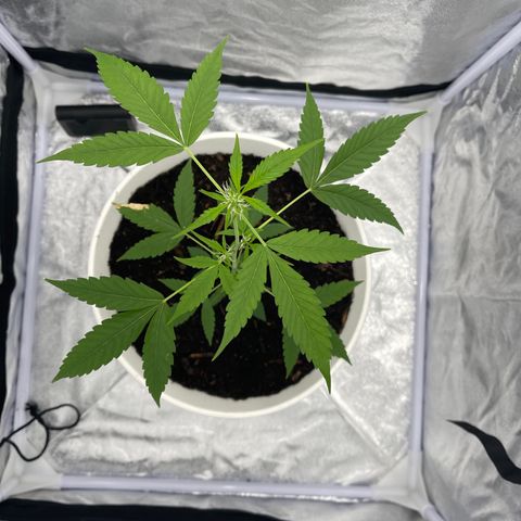 Auto Chocolate Skunk growlog timeline photo