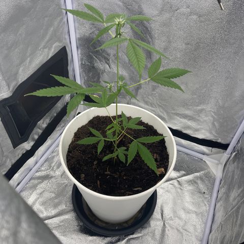 Auto Chocolate Skunk growlog timeline photo