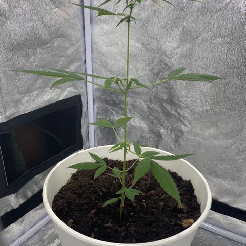 Auto Chocolate Skunk growlog timeline photo