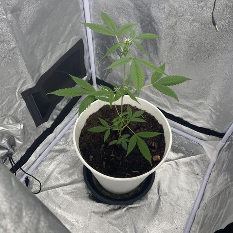 Auto Chocolate Skunk growlog timeline photo