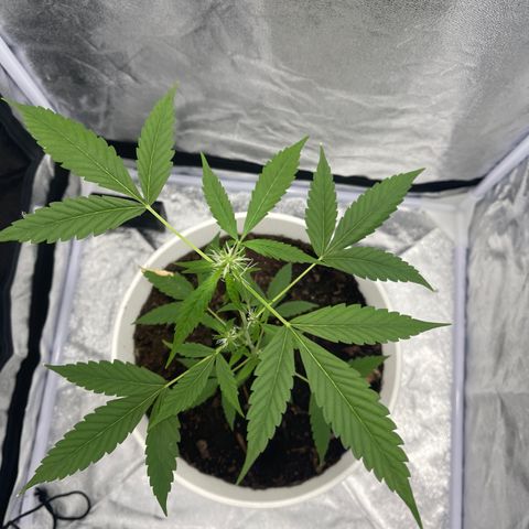 Auto Chocolate Skunk growlog timeline photo