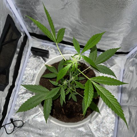 Auto Chocolate Skunk growlog timeline photo