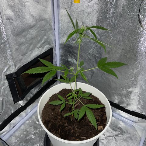 Auto Chocolate Skunk growlog timeline photo