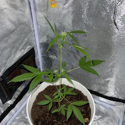 Auto Chocolate Skunk growlog timeline photo