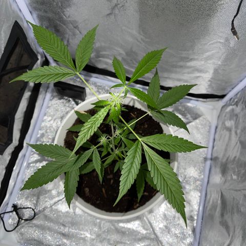 Auto Chocolate Skunk growlog timeline photo