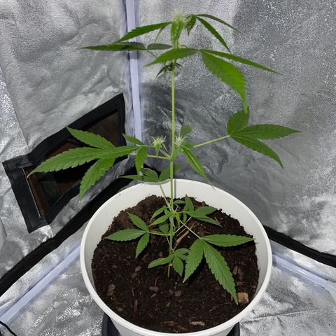 Auto Chocolate Skunk growlog timeline photo
