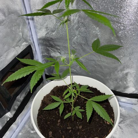 Auto Chocolate Skunk growlog timeline photo