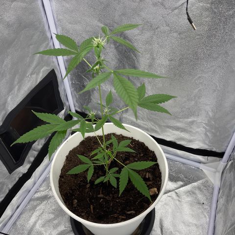 Auto Chocolate Skunk growlog timeline photo