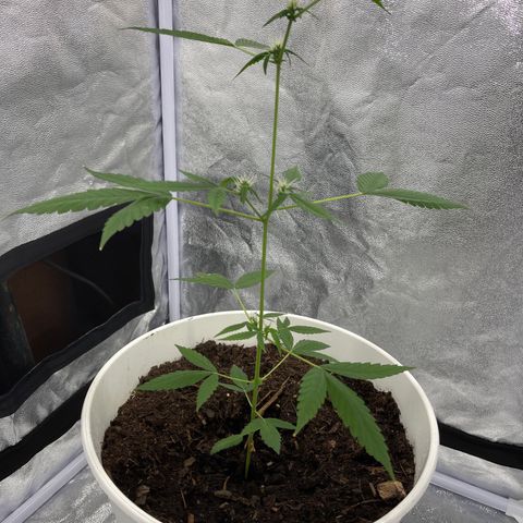 Auto Chocolate Skunk growlog timeline photo