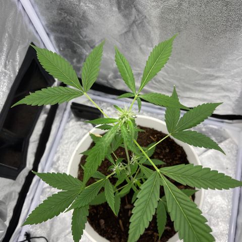 Auto Chocolate Skunk growlog timeline photo