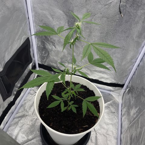 Auto Chocolate Skunk growlog timeline photo