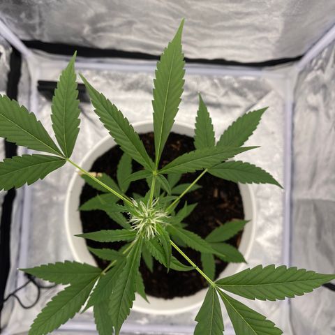 Auto Chocolate Skunk growlog timeline photo