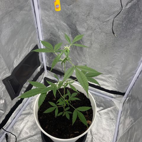 Auto Chocolate Skunk growlog timeline photo