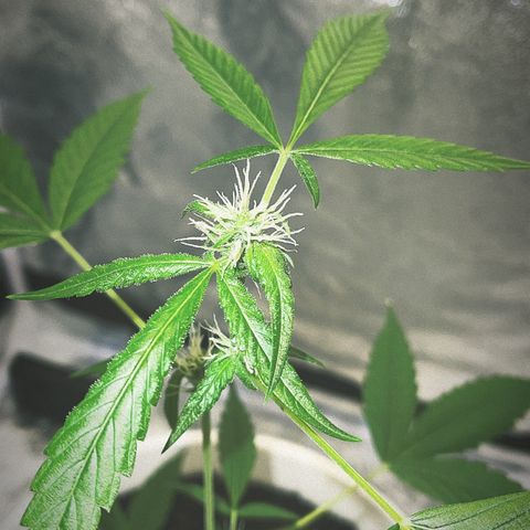 Auto Chocolate Skunk growlog timeline photo
