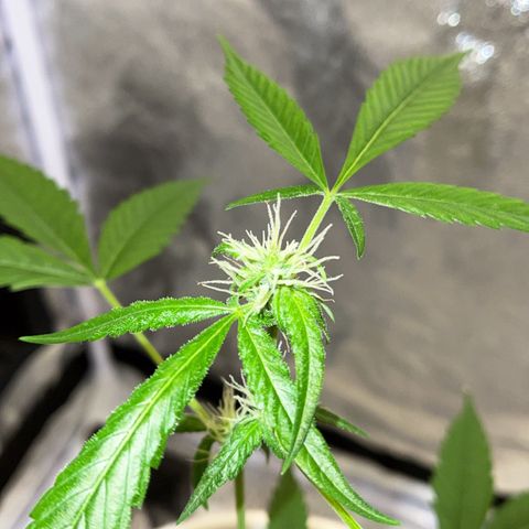 Auto Chocolate Skunk growlog timeline photo