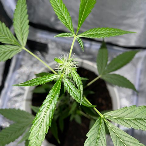 Auto Chocolate Skunk growlog timeline photo