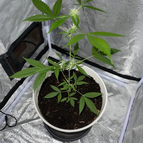 Auto Chocolate Skunk growlog timeline photo