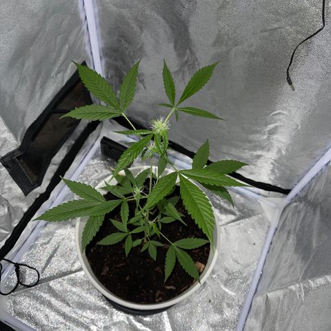 Auto Chocolate Skunk growlog timeline photo