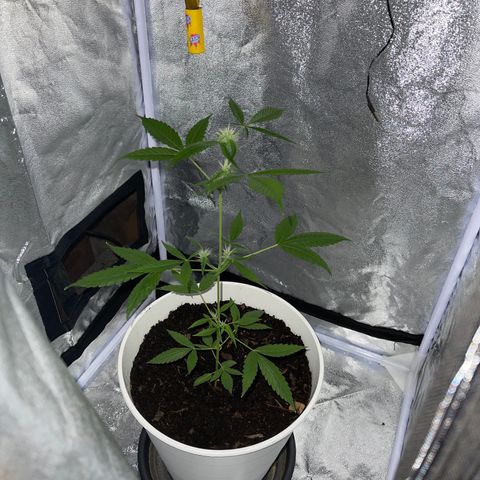 Auto Chocolate Skunk growlog timeline photo
