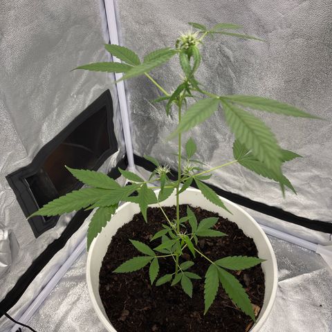 Auto Chocolate Skunk growlog timeline photo