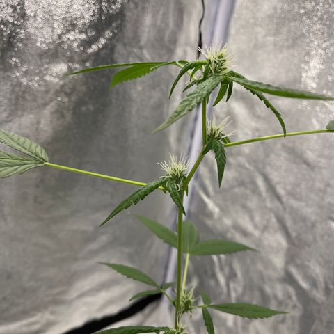 Auto Chocolate Skunk growlog timeline photo
