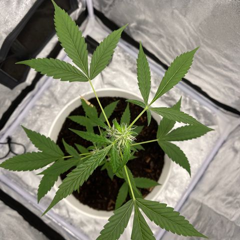 Auto Chocolate Skunk growlog timeline photo