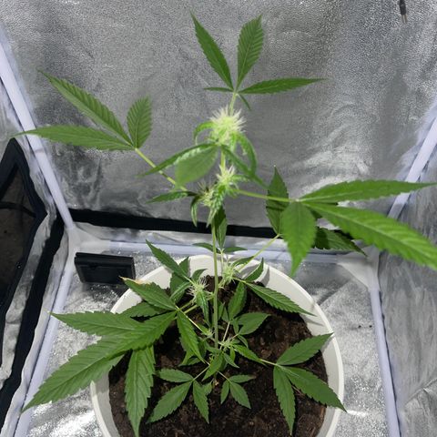 Auto Chocolate Skunk growlog timeline photo