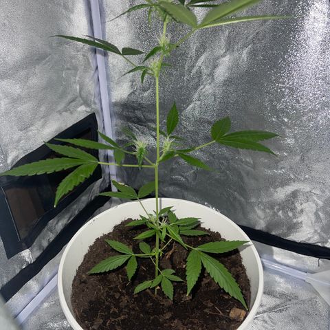 Auto Chocolate Skunk growlog timeline photo