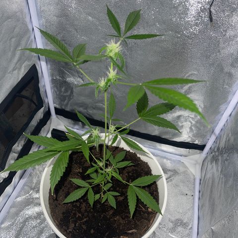 Auto Chocolate Skunk growlog timeline photo