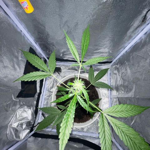 Auto Chocolate Skunk growlog timeline photo