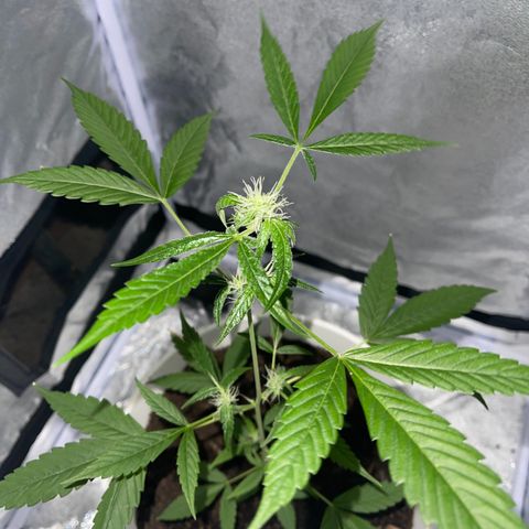 Auto Chocolate Skunk growlog timeline photo