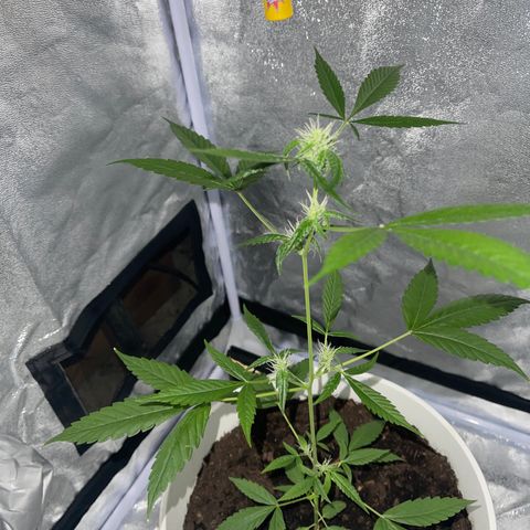Auto Chocolate Skunk growlog timeline photo