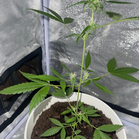 Auto Chocolate Skunk growlog timeline photo
