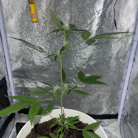 Auto Chocolate Skunk growlog timeline photo