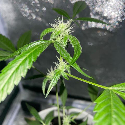 Auto Chocolate Skunk growlog timeline photo