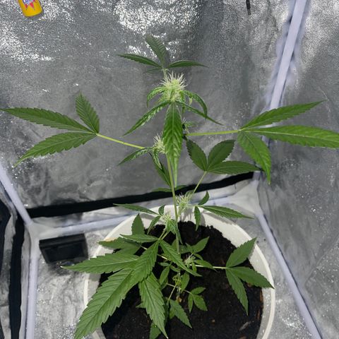 Auto Chocolate Skunk growlog timeline photo